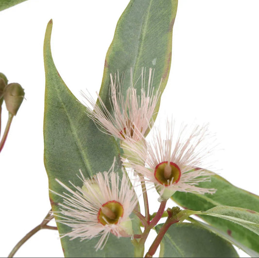 Eucalyptus flower spray