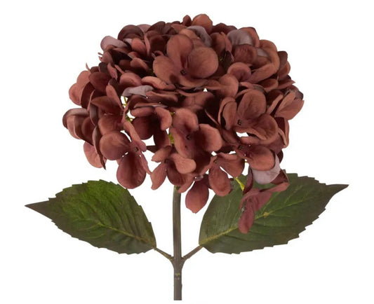 Dried look Hydrangea