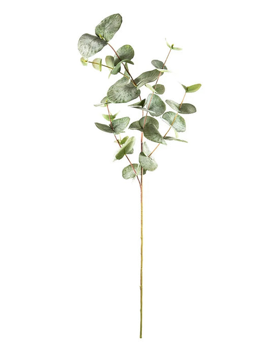 Eucalyptus Spray