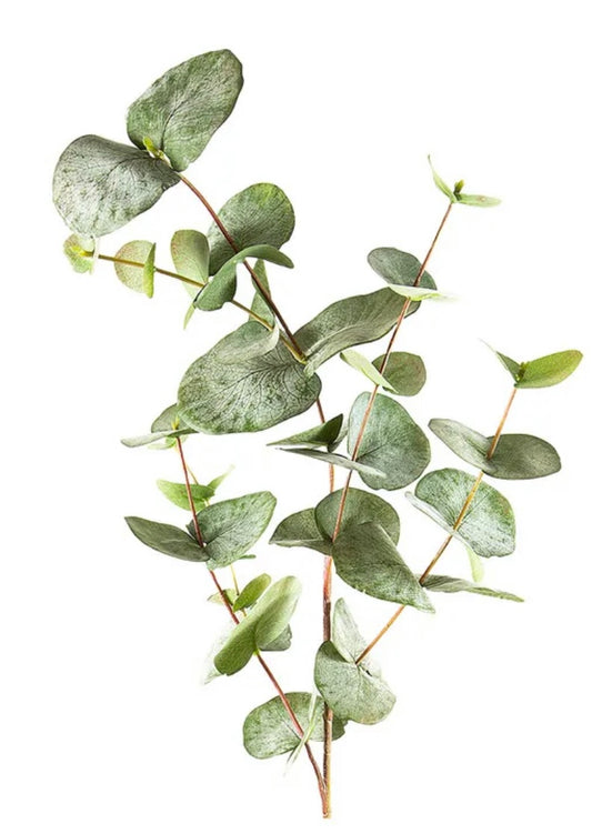 Eucalyptus Spray